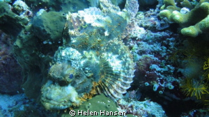 stonefish by Helen Hansen 